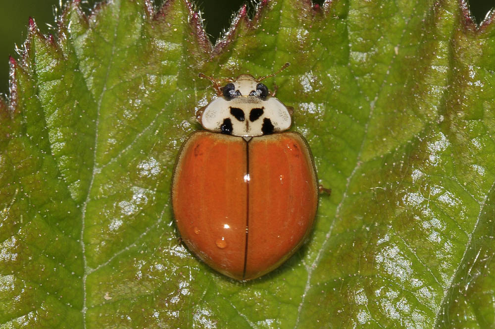 A. decempunctata o H. axyridis? coccinella senza macchie